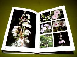 Image result for Swertia kilimandscharica