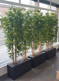 Screening plants grow swiftly, provide privacy, and elevate the look of a home. Bamboos Make Wonderful Screen Plants