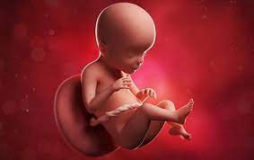 23 Semanas De Embarazo Embarazo Babysitio