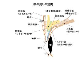 壁紙を探す タグ faq chat サイトについて. åŒ»ç™‚é–¢é€£ã‚¤ãƒ©ã‚¹ãƒˆ ãŠã—ã‚ƒã‚Œã¾ã¨ã‚ã®äººæ°—ã‚¢ã‚¤ãƒ‡ã‚¢ Pinterest Yakuji Man ç¾Žå®¹ å¥åº· é–¢é€£