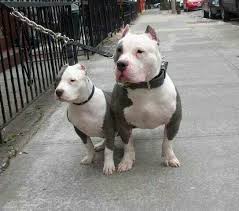 Padre E Hijo Bully Dog Pitbull Puppies Dog Pounds