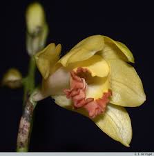 Image result for Phaius occidentalis
