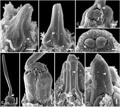 Image result for Hypolytrum goetghebeur