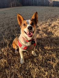 Introducing Jake. 3 year old Cowboy...