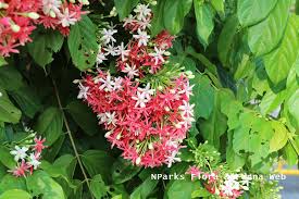 Image result for Combretum fuscum