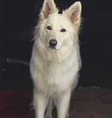 White Shepherd Breeder Wild Spirit White Shepherds United States White Dog Breeds White Shepherd White Swiss Shepherd