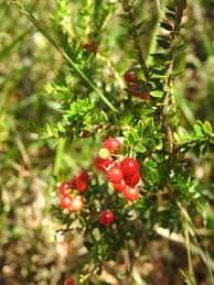 Image result for Rhoicissus rhomboidea