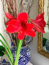 Start withholding fertilizer in august. Force Amaryllis Bulbs For Christmas 2 Bees In A Pod