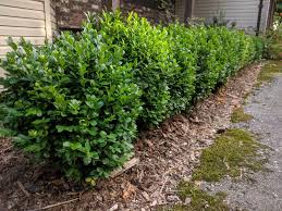 Image result for Buxus