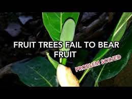 Figs have a long juvenile period, or length of time in which a plant will not. Video Girdling