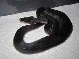 Super Pastel Black Ball Python Ball Python Morphs Ball Python Animals