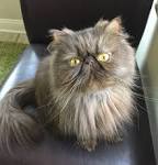 Persian Cats and Kittens for adoption in the UK | Pets4Homes