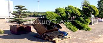Japanische bäume für den garten kaufen. Japanische Baume Pflanzen Online Kaufen Luxurytrees Shop