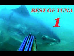 Currently spearfishing makes use of elastic powered spearguns and slings, or compressed gas pneumatic powered spearguns, to strike the hunted fish. Best Tuna Spearfishing Videos Part 1 Top Shots And Big Fishes Video Youtube
