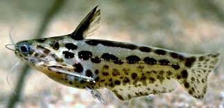 Black And White Spotted Catfish Pin On And God Created An Animal World