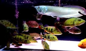 Bentuknya mirip sekali dengan ikan salmon yang panjang dan lonjong membuat golden dorado juga dikenal sebagai ikan salmonnya air tawar. Ikan Hias Predator Air Tawar Murah Meriah Iwak Galak