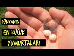 Dunya Nin En Kucuk Kusu Ile Tanisin Gozlerinize Inanamayacaksiniz Youtube Goruntuler Ile Youtube Kombucha Dualar