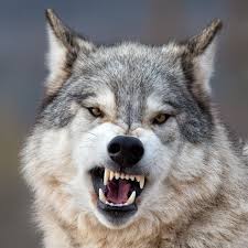 This is a list of famous individual wolves, pairs of wolves, or wolf packs. Opinion 2019 The Year Of The Wolves The New York Times