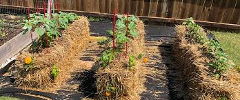 Straw bale garden instructions say each bale will hold two or three tomatoes or squash, four to six peppers or two pumpkins. The Pros And Cons Of Straw Bale Gardening