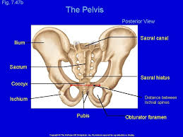 The pelvic region is the area between the trunk — or main body — and the lower extremities, or legs. Anatomy And Physiology I Bones Of The Pelvic