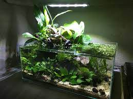 My Low Tech Betta And Neocaridina Set Up Aquariums Fish Tank Terrarium Fresh Water Fish Tank Amazing Aquariums