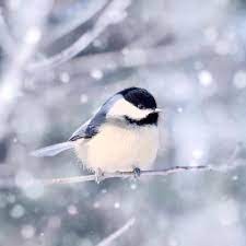 Nov 27, 2017 · snowbirds are so prominent in this region that there's a name for them: Naples Snow Birds Home Facebook