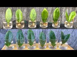 Maybe you would like to learn more about one of these? Zamioculcas Zamiifolia Plant Propagate Zz Plant Youtube Propagating Plants Plants Plant Cuttings