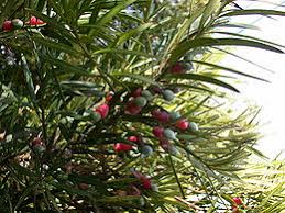 Image result for Afrocarpus usambarensis