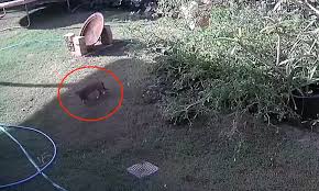 Собака защищает щенка от змеи / dog protects puppy from snake. Woman S Heroic Actions Saves Puppy From Tight Grip Of Python