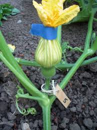 Maybe you would like to learn more about one of these? More Squash Practice Differentiating Squash Species Squash Practice