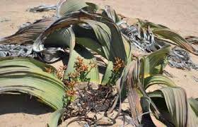 Image result for Commiphora mombassensis