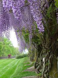 Flowers Gardens Garden Love Beautiful Gardens Estate Garden Dream Garden