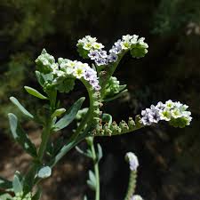 Image result for Euploca katangensis