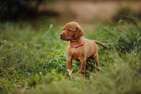 They cost between $1,000 and $1,800 as a pup. How Much Do Vizsla Puppies Cost Vizsla World