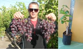 We did not find results for: Kamu Udah Punya Jenis Anggur Yg Mana Pohon Anggur Genjah