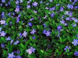 Image result for Vinca major