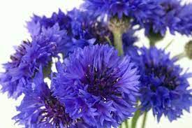 How To Grow Bachelor S Button Blue Boys In 2020 Bachelor Button Flowers Bachelor Buttons Flower Garden Plans