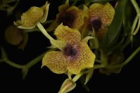 Image result for Thelepogon