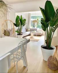 Bird Of Paradise Indoor Care Bird Of Paradise Complete Care Guide That Planty Life In 2020 Birds Of Paradise Plant House Plants Decor House Plants Indoor