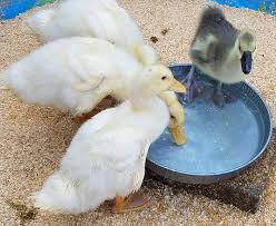 The american pekin, usually grown for meat, has a large and heavy body, and they're not known to be great flyers. How To Tell A Male Pekin Duck From A Female Quora