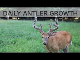 Time Lapse Antler Growth Of Whitetail Deer See How Fast
