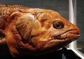 Examples of coelacanth in a sentence recent examples on the web however, a recent study published in the sa journal of science revealed that as of may 2020 as many as 334 coelacanth captures had been documented. File Coelacanth In Kuwait By Prof Dr Norman Ali Khalaf July 2019 Jpg Wikipedia