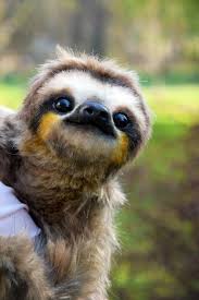 Sloth Cute Baby Sloths Cute Baby Animals Cute Sloth Pictures