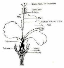 We did not find results for: Bunga Sepatu Pembantu Penyerbukan Adalah Brainly Co Id