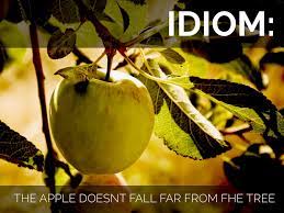 The fruit does not fall far from the tree. The Apple Doesn T Fall Far Form The Tree By William C
