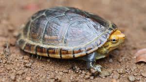 Make the jump to discover my top 5 reptiles for beginners and kids alike that are easy to handle. A Guide To Caring For Pet Mud Turtles