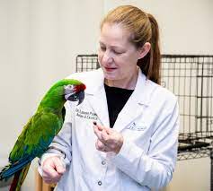 Long island bird and exotics veterinary clinic is a pet vet and animal hospital serving long island, new york, city, manhattan, brooklyn, bronx, statend island and new jersey. Avian Exotic Veterinary Care In Huntersville Nc