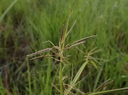 Image result for Cyperus sphacelatus