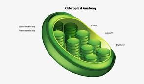 We did not find results for: Chloroplast Plant Cell Only Png Image Transparent Png Free Download On Seekpng