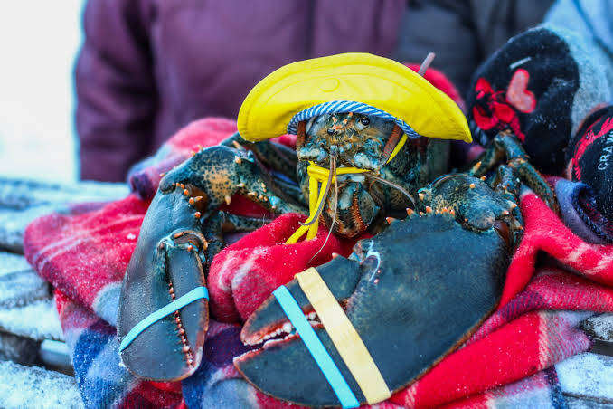 East Coast Mermaid Meets Lucy the Lobster - East Coast Mermaid
